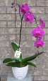 PHALAENOPSIS ORCHID Indoor Blooming Plant
