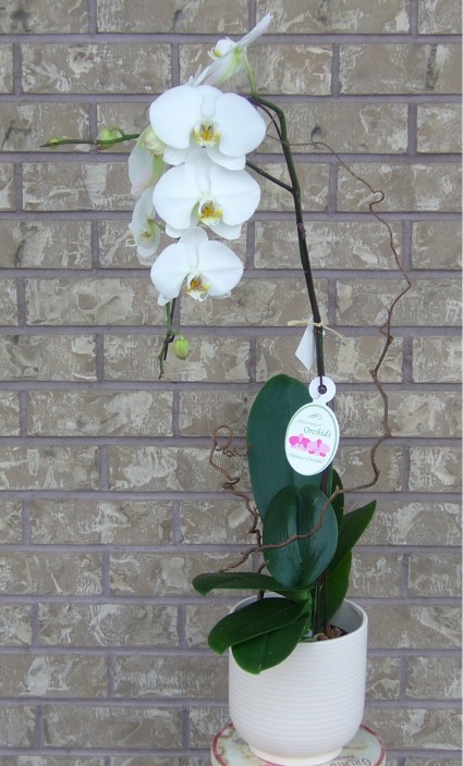 WHITE PHALAENOPSIS ORCHID Indoor Blooming Plant