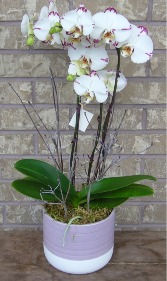 PHALAENOPSIS ORCHID Indoor Blooming Plant