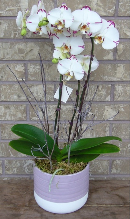PHALAENOPSIS ORCHID Indoor Blooming Plant