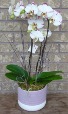 THREE STEM PHALAENOPSIS ORCHID Indoor Blooming Plant