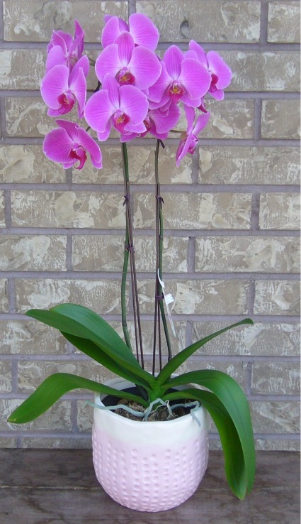 PHALAENOPSIS ORCHID Indoor Blooming Plant