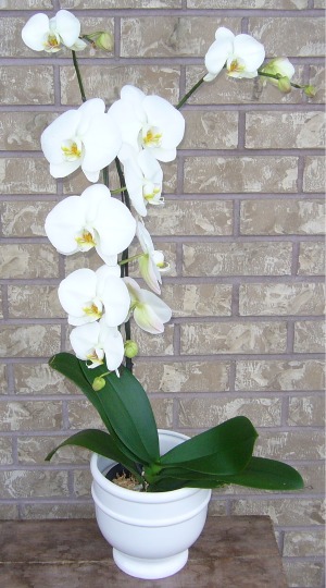 PHALAENOPSIS ORCHID Indoor Plant