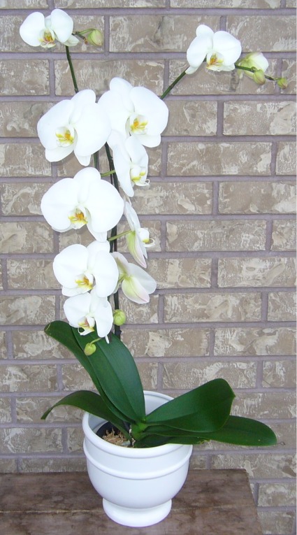 PHALAENOPSIS ORCHID Indoor Plant