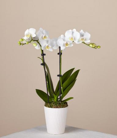 Phalaenopsis  Orchid maxiflora Plants