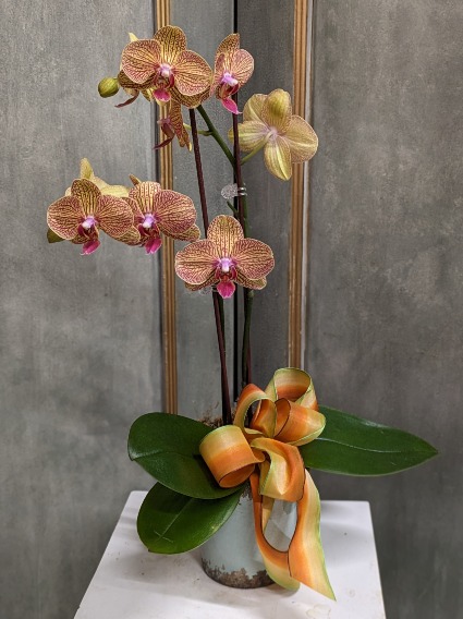 Phalaenopsis Orchid Orange with pink stripes Phalaenopsis amabilis