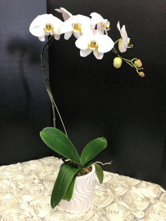 Phalaenopsis Orchid Orchid Plant