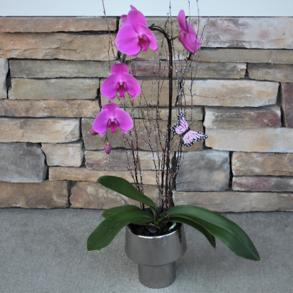Phalaenopsis Orchid Orchid Plant