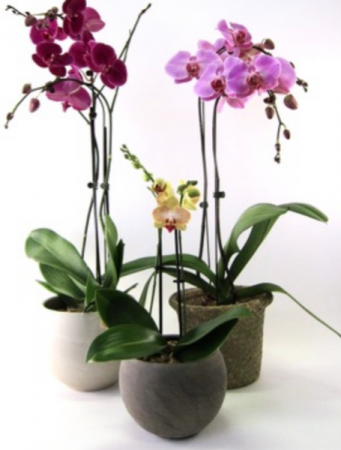 Phalaenopsis Orchid Orchid plant