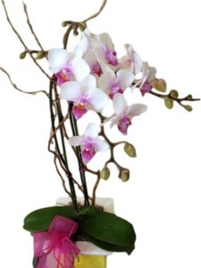 PHALAENOPSIS ORCHID Plant in Riverside, CA | Willow Branch Florist of Riverside PHALAENOPSIS ORCHID Plant in Riverside, CA | Willow Branch Florist of Riverside