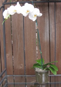  Phalaenopsis Orchid Plant