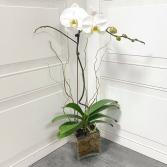 PHALAENOPSIS ORCHID PLANT ***LOCAL DELIVERY ONLY***