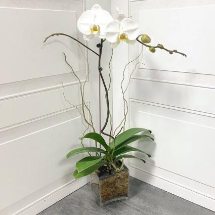 PHALAENOPSIS ORCHID PLANT ***LOCAL DELIVERY ONLY***