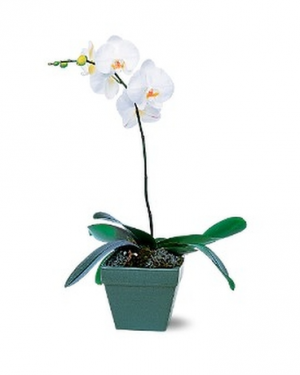 Phalaenopsis Orchid Plant 