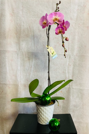 phalaenopsis orchid plant
