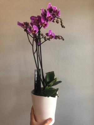 Amazon.com : Purple Phalaenopsis Live Orchid Plant Lover Gift & White Orchid  Pot, 11-15