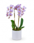 Phalaenopsis Orchid Plant