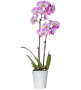PHALAENOPSIS ORCHID Plant