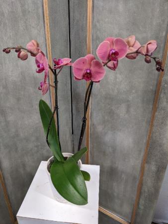 Mauve pink Phalaenopsis Orchid Plant in Lafayette, LA - FLOWERS BY RODNEY