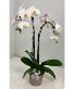 Phalaenopsis Orchid Plant