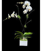 Phalaenopsis Orchid Plant 