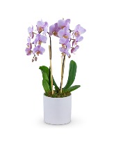 Phalaenopsis Orchid Plant