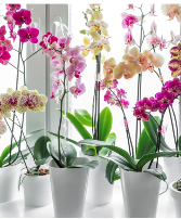 Phalaenopsis Orchid Plant 