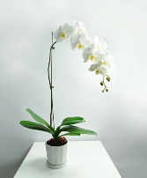 Phalaenopsis Orchid Plant