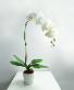 Phalaenopsis Orchid Plant