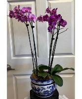Phalaenopsis Orchid  Plant