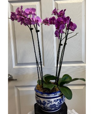Phalaenopsis Orchid  Plant