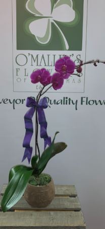 Phalaenopsis Orchid Plant Plants