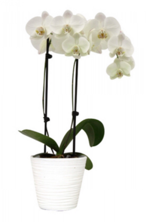 Phalaenopsis Orchid Plant White  Plant pot colour may vary