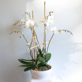 [OUT OF STOCK] Phalaenopsis Orchid Planter LOCAL DELIVERY ONLY