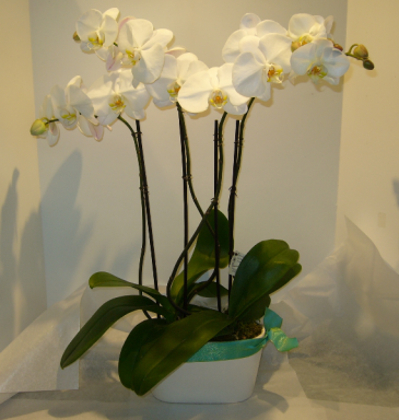 PHALAENOPSIS ORCHID PLANTER Blooming Plant