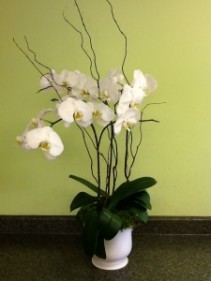 Phalaenopsis Orchid Planter Orchid Plant