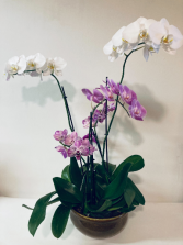 Phalaenopsis Orchid Planter Plant