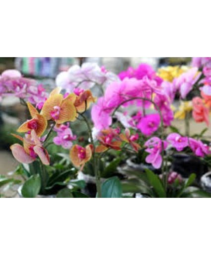 Phalaenopsis Orchid Plants