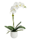 Phalaenopsis Orchid Plants