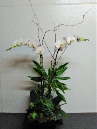 PHALAENOPSIS ORCHID PLANTS  SAME DAY DELIVERY