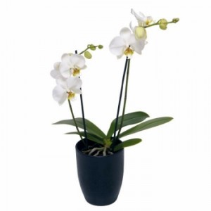 Phalaenopsis Orchid Potted Plant