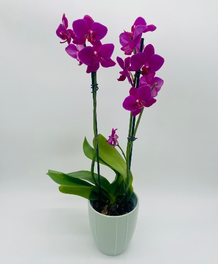 Phalaenopsis Orchid   Potted Plant