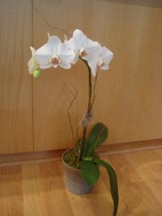 ORCHID PLANT White Phalaenopsis Orchid
