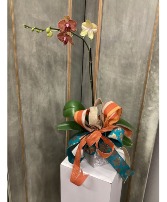 Phalaenopsis Orchid Tan with red stripes ,or with Green flowers or White with burgundy