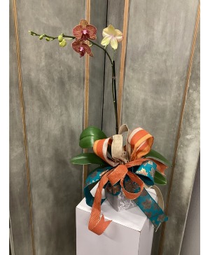 Phalaenopsis Orchid Tan with red stripes ,or with Green flowers or White with burgundy
