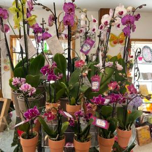 Phalaenopsis Orchids Plant