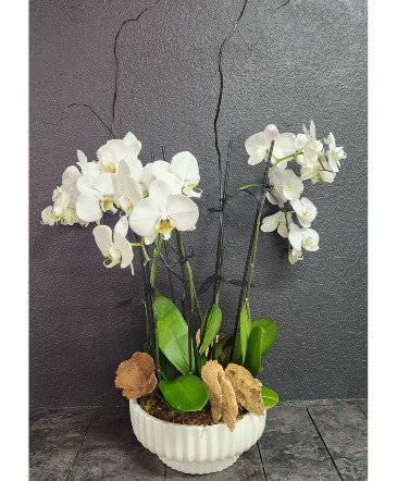 Phalaenopsis Orchids, Arranged Orchid Arrangement in Carlsbad, NM | Angee's Flowers Phalaenopsis Orchids, Arranged Orchid Arrangement in Carlsbad, NM | Angee's Flowers
