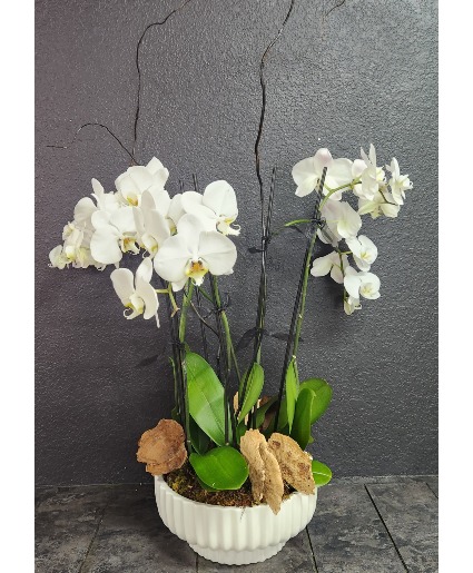 Phalaenopsis Orchids, Arranged Orchid Arrangement