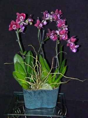 Phalaenopsis Orchids  Blooming