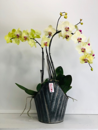 Phalaenopsis Orchids Blooming Plant
